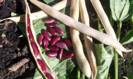 Cultiver des haricots rouges : Rajma Farming Business pour les débutants