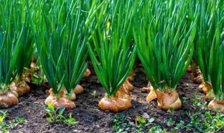 Cultiver des oignons: Culture d'oignons biologiques dans un jardin potager