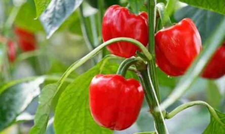 Cultiver des poivrons doux : la culture du capsicum dans un jardin potager