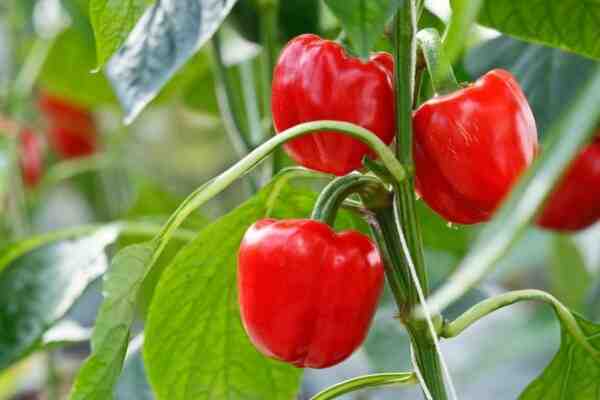 Cultiver des poivrons doux : la culture du capsicum dans un jardin potager