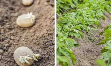 Cultiver des pommes de terre : Culture de pommes de terre biologiques dans un jardin potager