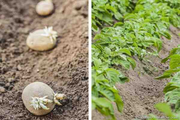 Cultiver des pommes de terre : Culture de pommes de terre biologiques dans un jardin potager