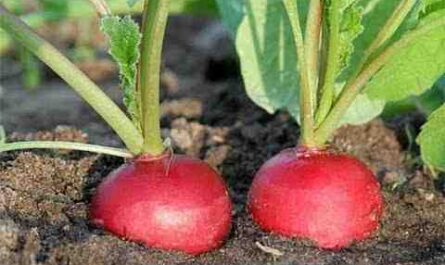 Cultiver des radis : Culture de radis biologique dans un jardin potager