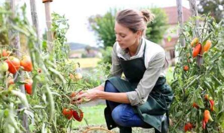 Cultiver des tomates : Culture de tomates biologiques dans un jardin potager