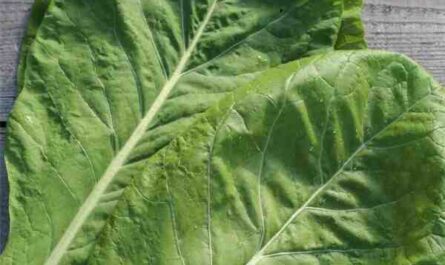 Cultiver du Komatsuna: Comment faire pousser du Komatsuna dans un jardin potager