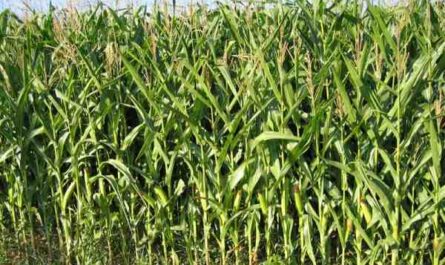 Cultiver du maïs sucré : culture de maïs doux biologique dans un jardin potager