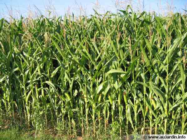 Cultiver du maïs sucré : culture de maïs doux biologique dans un jardin potager