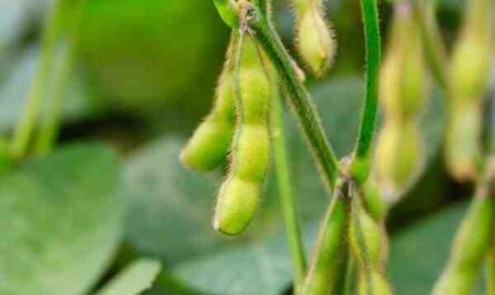 Cultiver l'edamame : Culture biologique de l'edamame dans un jardin potager