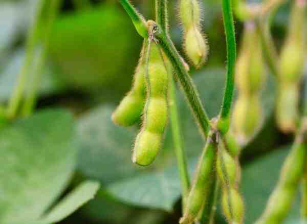 Cultiver l’edamame : Culture biologique de l’edamame dans un jardin potager