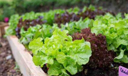 Cultiver une salade de maïs: Comment faire pousser de la salade de maïs dans un jardin potager