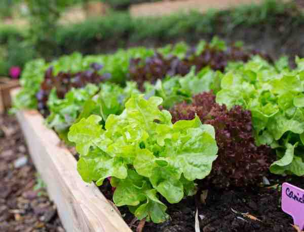 Cultiver une salade de maïs: Comment faire pousser de la salade de maïs dans un jardin potager