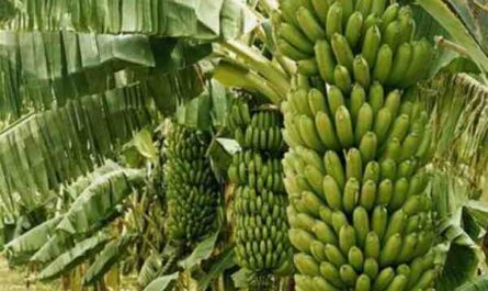 Culture de la banane : plan d'affaires commercial pour faire des bénéfices