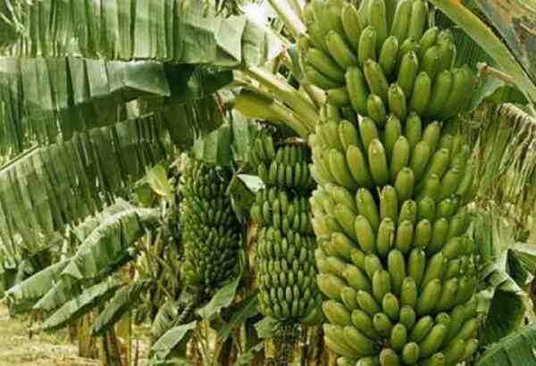 Culture de la banane : plan d’affaires commercial pour faire des bénéfices