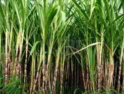 Culture de la canne à sucre : entreprise de culture de la canne à sucre pour les débutants