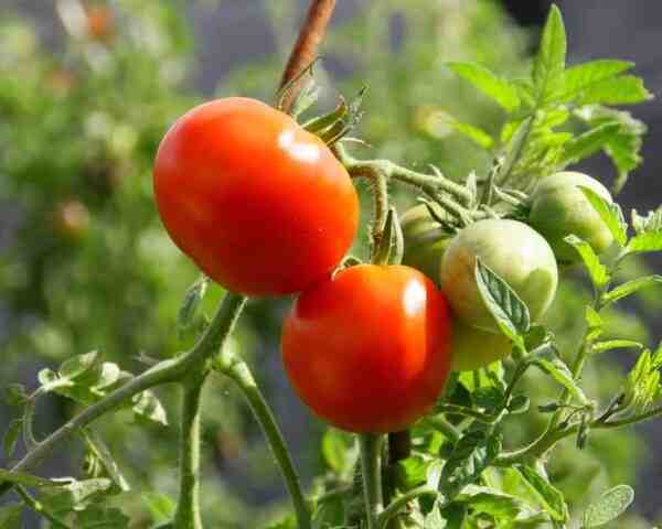 Culture de la tomate : Culture commerciale de la tomate pour les débutants