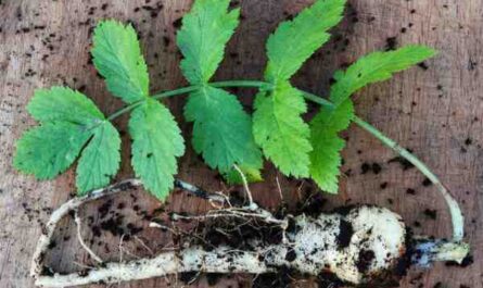 Culture de panais : culture de panais biologique dans un jardin potager