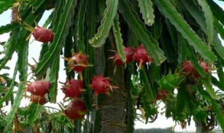 Culture du fruit du dragon : culture de pitaya pour les débutants