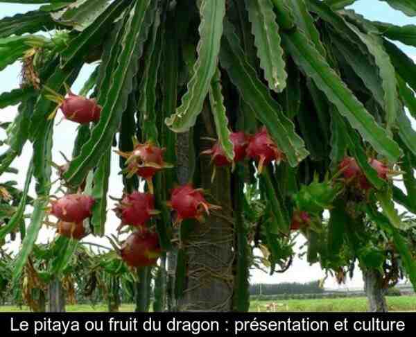 Culture du fruit du dragon : culture de pitaya pour les débutants