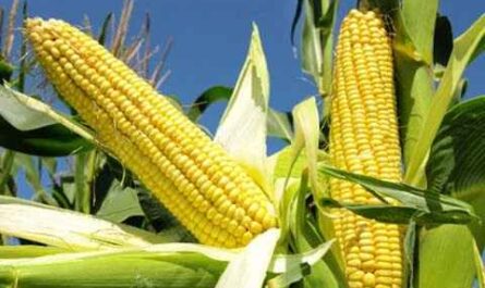 Culture du maïs : plan d'affaires commercial pour les débutants
