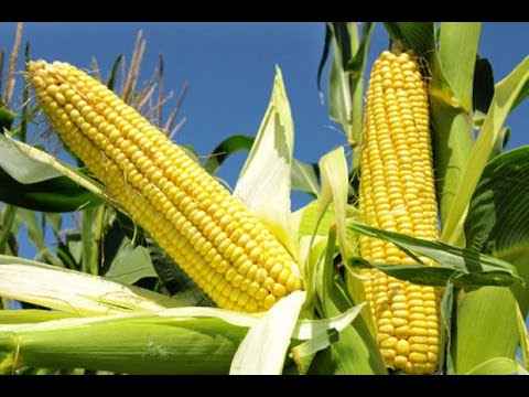 Culture du maïs : plan d’affaires commercial pour les débutants