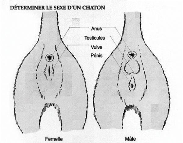 Déterminer le sexe du pigeon : comment identifier le sexe du pigeon