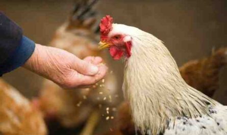 Devriez-vous élever des poulets : avantages et inconvénients de l'élevage de poulets
