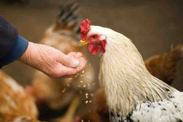 Devriez-vous élever des poulets : avantages et inconvénients de l'élevage de poulets