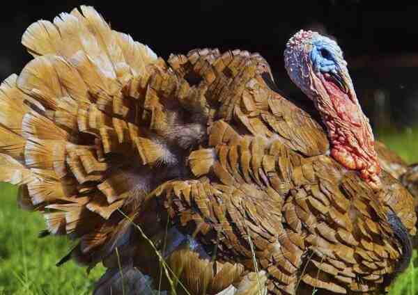 Dindon Rouge des Ardennes Turkey Farming: Beginner’s Guide