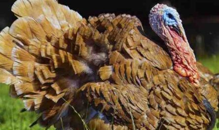 Dindon rouge des Ardennes Turkey: Characteristics & Breed Information