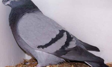 Dragoon Pigeon : Caractéristiques, Origine, Utilisations & Informations sur la race