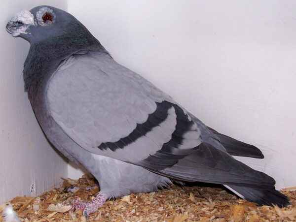 Dragoon Pigeon : Caractéristiques, Origine, Utilisations & Informations sur la race