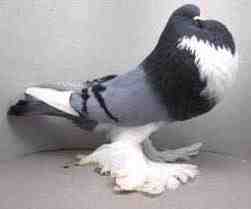 Dutch Cropper Pigeon: Caractéristiques, utilisations et informations sur la race