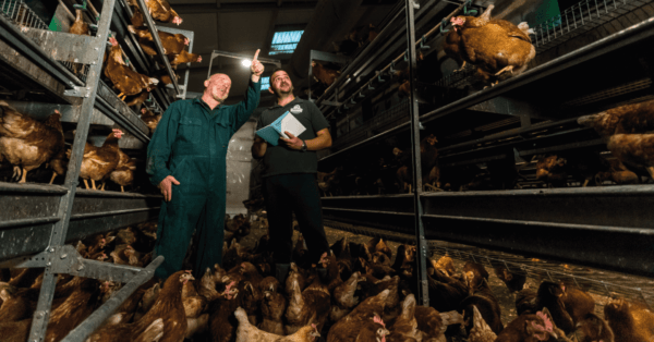 Éclairage pour poules pondeuses : effets de la lumière sur la production d'œufs