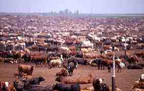 Élevage de bétail d’Arouquesa : plan de démarrage d’entreprise pour les débutants