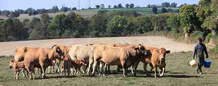 Élevage de bovins de boucherie : comment élever des vaches à viande (Guide du débutant)
