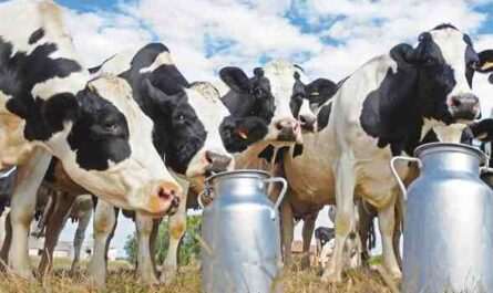 Élevage de bovins laitiers : comment élever des vaches laitières (Guide du débutant)