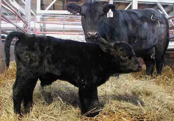 Élevage de bovins noirs andalous : plan de démarrage d'entreprise pour les débutants