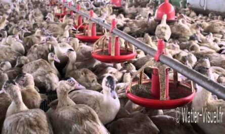 Élevage de canards de Pékin : plan de démarrage d'entreprise pour les débutants