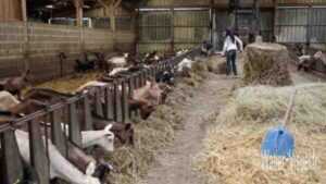 Élevage de chèvres : plan de démarrage d'entreprise rentable pour les débutants
