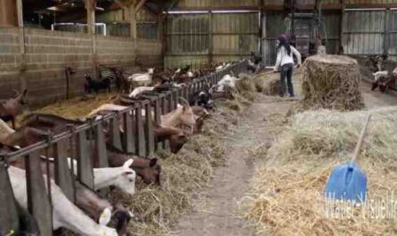 Élevage de chèvres de Saanen : plan de démarrage d'entreprise pour les débutants
