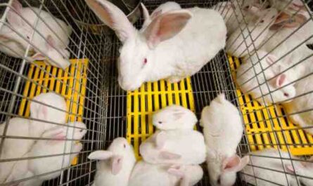 Élevage de lapins en Inde: Guide d'affaires rentable pour les débutants