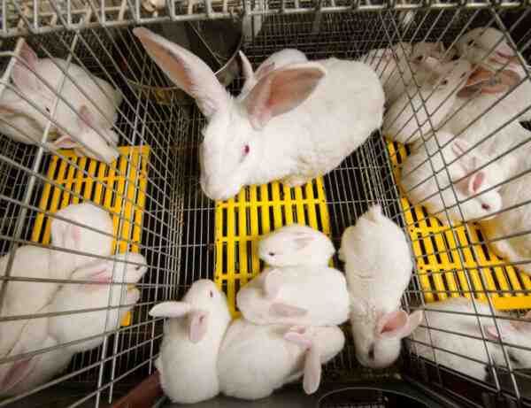 Élevage de lapins en Inde: Guide d'affaires rentable pour les débutants