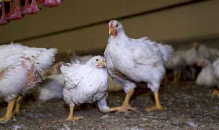 Élevage de poulet blanc du Rhode Island : plan de démarrage d'entreprise