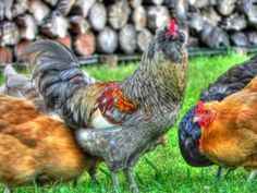 Élevage de poulet Egger de Pâques: Plan de démarrage d'entreprise pour les débutants