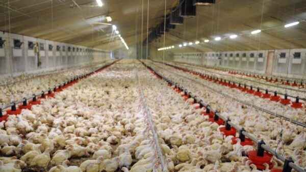 Élevage de poulets aux Pays-Bas : plan de démarrage d'entreprise pour les débutants