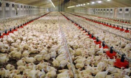 Élevage de poulets d'Appenzeller Spitzhauben : plan de démarrage d'entreprise