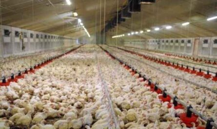 Élevage de poulets de Cornouailles : plan de démarrage d'entreprise pour les débutants