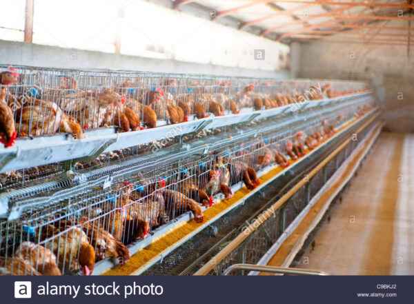Élevage de poulets Derbyshire Redcap : plan de démarrage d’entreprise