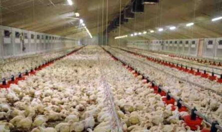 Élevage de poulets du Sussex moucheté : plan de démarrage d'entreprise pour les débutants
