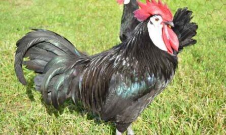 Élevage de poulets espagnols noirs à face blanche : plan de démarrage d'entreprise